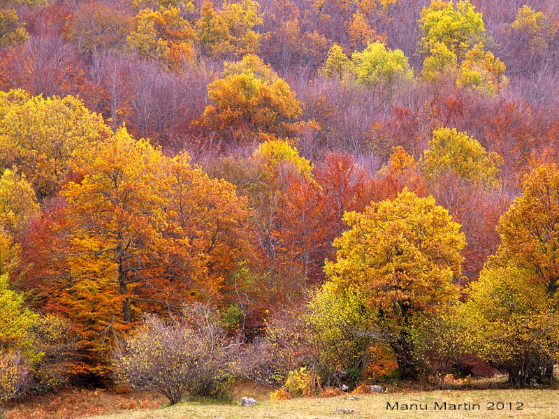 Los bosques de Sajambre, Picos de Europa, León Los bosques de Sajambre, Picos de Europa, León